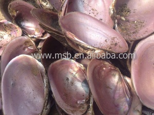 Hến hồng vỏ sò hồng tự nhiên - Product Image 3