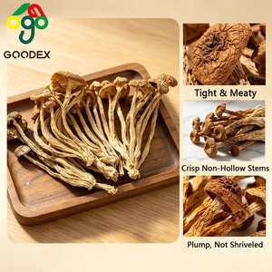 GOODEX Agrocybe <span class=keywords><strong>Aegerita</strong></span> Directement de l'usine - Product Image 3
