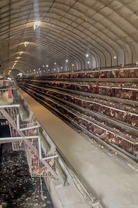 Yeni 10000 katmanlı tavuklar çiftlik kuş otomatik kümes hayvancılığı çelik pil kafes a tipi tavuk kümesi ev satılık - Product Image 3