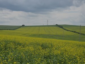 Miel Cruda de Flores de Polífrutos BEESTAR, Pura <span class=keywords><strong>y</strong></span> Natural, en Botella, Suplemento Alimenticio para Estimular el Sistema Inmunológico, Envío Rápido, Mejor Precio - Product Image 6