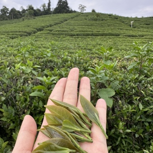 ชาดอกไม้อูหลงชาใบชาอูหลงส่งตรงจากโรงงาน - Product Image 5