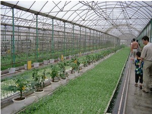 Nhà Kính Thông Gió Cửa Sổ Hàng Đầu Nhà Kính Đường Hầm Đa Nhịp Cỡ Lớn Giá Cả Phải Chăng - Product Image 6