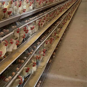 กรงไก่แบบ H 4 ชั้น อุปกรณ์ฟาร์มชุบสังกะสีแบบจุ่มร้อน อัตโนมัติ ทำความสะอาดมูล<span class=keywords><strong>ไก่</strong></span> <span class=keywords><strong>ราคา</strong></span><span class=keywords><strong>ถูก</strong></span>ใหม่ ใช้งานได้ยาวนาน - Product Image 4