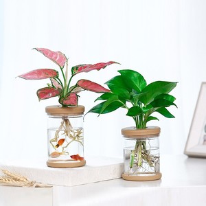 Nordic plastic flower pots clear plant pot hot selling plastic flower pots