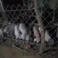 Clôture en treillis galvanisé pour le marché sud-africain, hauteur de 1,8 m, vente en gros de clôtures en treillis diamant pour la construction à Johannesburg