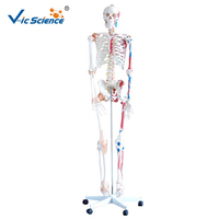 Modèle de squelette humain grandeur nature économique 180 cm en PVC avec articulations articulées pour l'enseignement médical CE ISO ROHS CNAS
