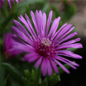 مستخرج الكانا القياسي عالي الجودة من GMP ، خلاصة التورتيوم من sctuosum في شكل معبأ في أسطوانة - Product Image 2