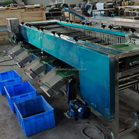 8-10t/u Kleine Kiwi-Komkommer Sorteermachine Automatische Abrikoos-Granaatappel Sorteermachine Pecannoten Rolgraderingsmachine