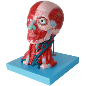 Sciedu Cabeza y Cuello músculo vaso sanguíneo y cerebro modelo PVC cabeza y cara modelo de anatomía