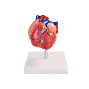 Bix-a1068 Doğal Boyutta İnsan Anatomik Kalp Modeli Gelişmiş PVC Dayanıklı ISO Sertifikalı Tıp Bilimi için Öğretim Kaynağı - Product Image 6