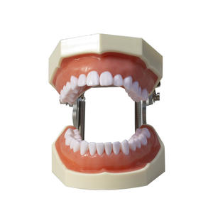 Modelo Dental Desmontable de 28 Dientes, Resina, Ayuda Didáctica para la Preparación Dental, Práctica de Terapia Oral, Examen para el Aula - Product Image 3