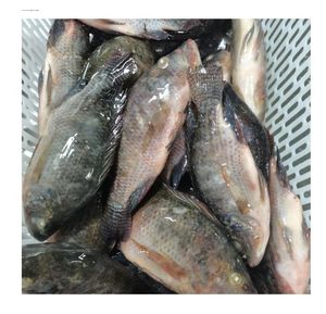 90% ปลานิลสีดำแช่แข็ง IQF และ BQF ขายส่งขายส่ง - Product Image 3