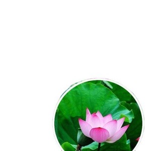 SUNCORE Monocular Night Vision 10x-20x Optical Zoom Outdoor Use - Product Image 5