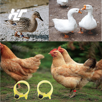 Bague de patte de pigeon en ABS personnalisée F-005, neuve, en plastique, pour équipement d'élevage