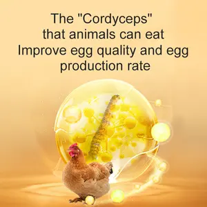 Yumurta üretimini iyileştirmek ve yumurta ağırlıklarını arttırmak için tavukları döşemek için en iyi yem katkı maddeleri