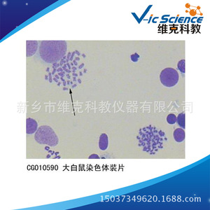 Portaobjetos de cromosomas de rata, biología celular y genética, muestras de secciones biológicas, portaobjetos para microscopio. - Product Image 5