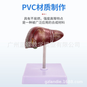 Modèle d'anatomie hépatique humaine pour simulation médicale, hilaire hépatique, vésicule biliaire, structure des voies biliaires, organe du système digestif - Product Image 2