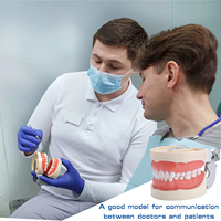 Vente en gros de modèles dentaires YL Medical Science en résine/PVC, couronnes dentaires humaines, examen parodontal, préparation de cavités, permanents, CE/ISO