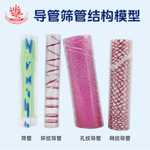 Modelo de estructura del xilema y los tubos de filtro de las plantas, un material didáctico para la biología de secundaria, para observar células y proporcionar una mejor comprensión. - Product Image 5