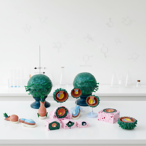 Modèle d'implantation d'embryon humain - Modèle de membrane fœtale pour l'embryologie et l'enseignement médical - Product Image 5