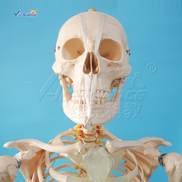 Modèle de squelette humain grandeur nature économique 180 cm en PVC avec articulations articulées pour l'enseignement médical CE ISO ROHS CNAS