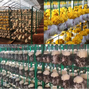 Customizable Size & Layout Design Heavy Duty Multi-Layer Metal Racks for Shiitake & Oyster Mushroom Farm - Product Image 3
