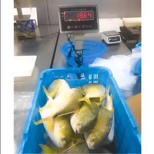 Trang trại nuôi cá pomfret vàng trong Pompano Vàng đông lạnh toàn bộ vòng - Product Image 2