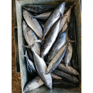 Pesce Bonito Congelato Intero, Tonno Bonito in Vendita 300-500g, Pesce Congelato con Confezionamento OEM - Product Image 2