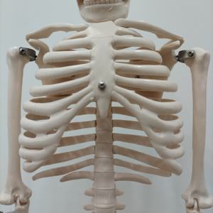 Enseñanza anatómica <span class=keywords><strong>de</strong></span> PVC para ciencia médica, 200 <span class=keywords><strong>huesos</strong></span>, 85cm, modelo <span class=keywords><strong>de</strong></span> esqueleto humano <span class=keywords><strong>de</strong></span> Anatomía con órganos internos <span class=keywords><strong>de</strong></span> Calvarium extraíbles - Product Image 3