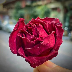 Té de <span class=keywords><strong>rosas</strong></span> secas Capullos de <span class=keywords><strong>rosas</strong></span> Pétalos de flores Mary Plant Acepta todo tipo de té perfumado Té de embalaje personalizado - Product Image 3