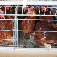Cage d'élevage de poulets pondeurs galvanisée à chaud pour ferme de 10 000 poulets pondeurs, prix usine et facile à contrôler