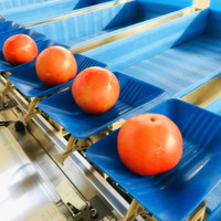 Sorteermachine Voor Sorteermachines Voor Fruitgroenten Aanpassen