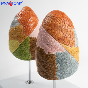 Juego de 2 piezas de segmentos de pulmón de colores, 10 segmentos cada uno para pulmones izquierdo y derecho, producto de ciencia médica - Product Image 5