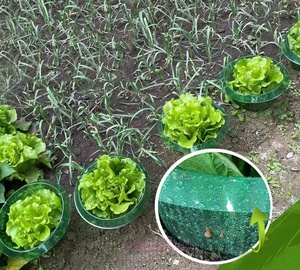 La cubierta <span class=keywords><strong>de</strong></span> plántulas vegetales orgánicas protege la trampa <span class=keywords><strong>de</strong></span> <span class=keywords><strong>Caracol</strong></span> <span class=keywords><strong>de</strong></span> plástico para el Control <span class=keywords><strong>de</strong></span> Plagas <span class=keywords><strong>de</strong></span> frutas y verduras - Product Image 5