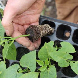Bandeja de germinación de plástico con celdas para semillas, vivero de plantas, germinación de vegetales, bandeja de cultivo de flores, bandeja de semillero de jardín - Product Image 6
