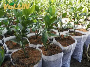 Saco para crescimento de plantas não tecido/saco de berçário/sacos de mudas plásticas