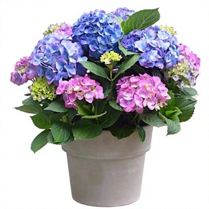 Plántulas de Hortensia, Variedad Endless Summer, Fáciles de Cultivar, <span class=keywords><strong>Plantas</strong></span> en Maceta de un Galón, Florescen en las Cuatro Estaciones, <span class=keywords><strong>Resistentes</strong></span> - Product Image 1