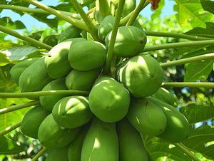 Extrait de graines de papaye/extrait de papaye en poudre - Product Image 6