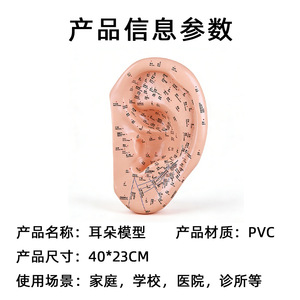 Modelo de Puntos de Acupuntura del Oído de 40 cm, Grabado en Alta Definición, para Enseñanza de Masaje, Zonas de Reflejo del Oído Humano - Product Image 4