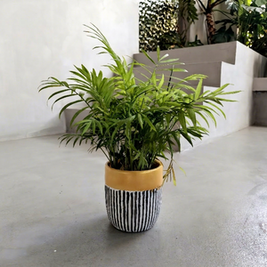 Pots de fleurs en céramique modernes avec bord jaune et rayures noires et blanches pour une utilisation en intérieur - Product Image 1