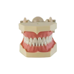 Модель зубной полости рта, обучающая модель для обучения навыкам, экзамена, обучения, подготовки зубов, смола, мягкие десны