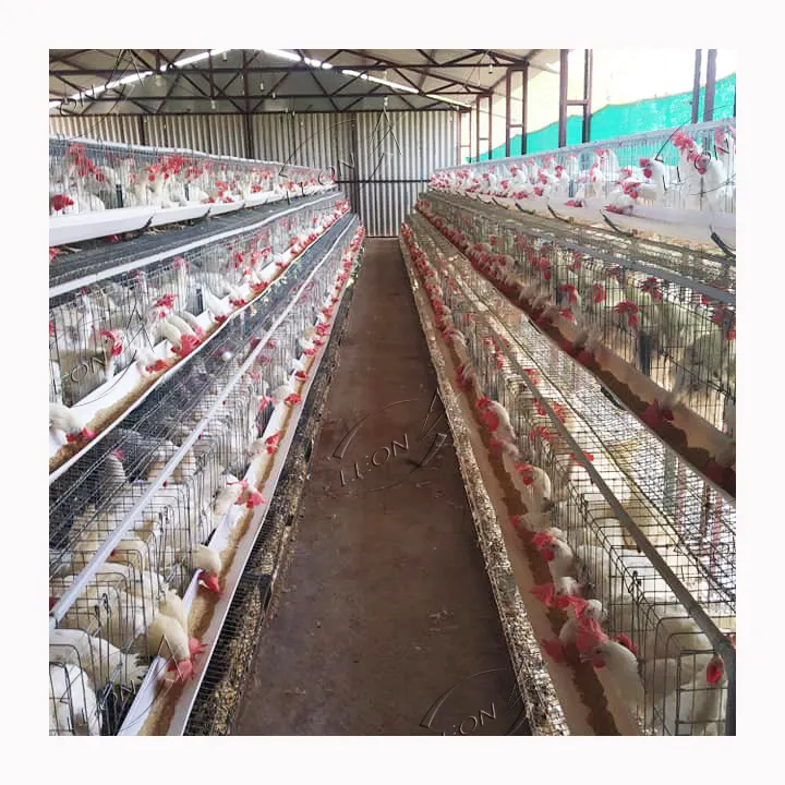 Alta Qualidade Automático Galvanizado Um Tipo Sistema De Gaiolas De Frango Camada para 3000 Galinhas Poultry Farm House