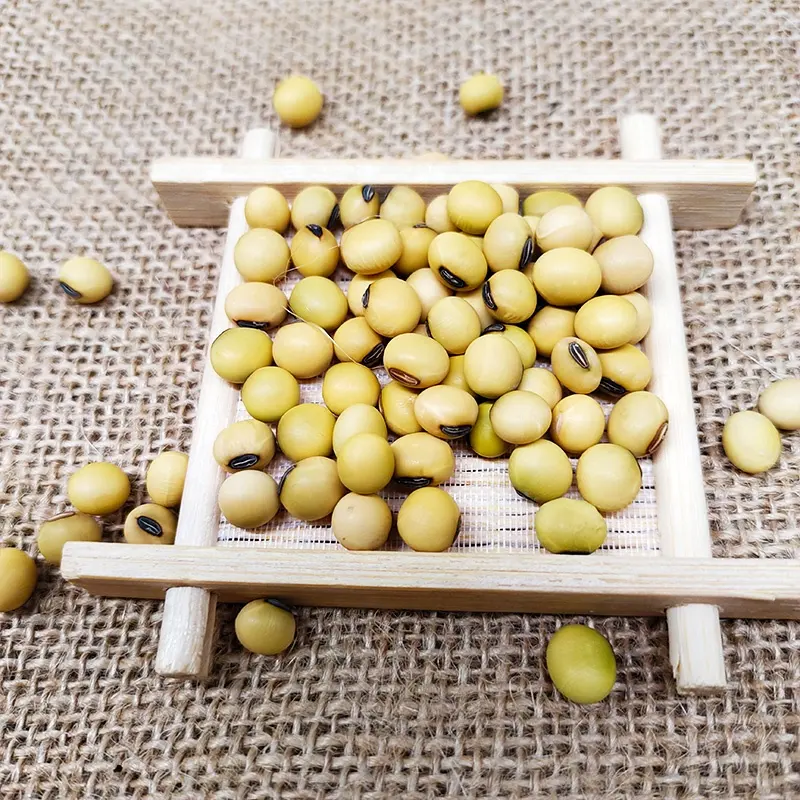 Ekspor Grosir Biji Kedelai Kuning Non-gmo/Kacang Kedelai/Kacang Kedelai Harga Rendah Tepung Soja