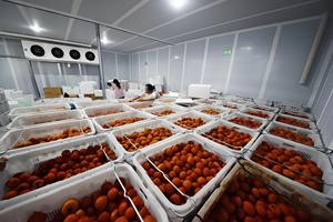 Solutions de Réfrigération Automatique Intelligentes et Personnalisées pour le Traitement des Fruits et Légumes, Moteur, Énergie <span class=keywords><strong>Solaire</strong></span> - Product Image 3