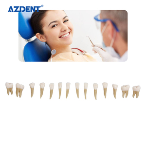 Modèles de dents en plastique pour soins dentaires permanents 1:1, étude/enseignement/formations, ensemble de modèles de particules dentaires - Product Image 5