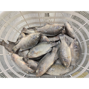Tilapia en gros, exportation de Chine, poisson tilapia congelé, Peixe Tilapia Congelada - Product Image 1