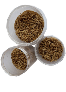 <span class=keywords><strong>Insectes</strong></span> <span class=keywords><strong>comestibles</strong></span> en gros, vers de farine séchés, nourriture pour animaux, supervers - Product Image 6