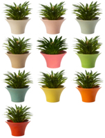 Pot de fleurs succulente Cactus de grande taille, plat coloré, style nordique, avec plateau