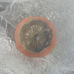 <strong>Corsetry</strong> Support <strong>Mesh</strong> Fabric 100% Nylon 30GSM Non Stretch for Bridal Bodice Foundation Applique Backing - Product Image 4