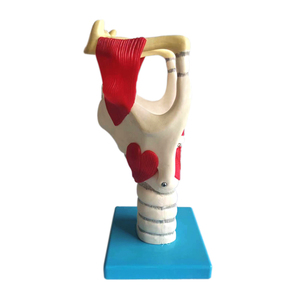 Giảng dạy y tế mô hình thanh quản giải phẫu mở rộng chức năng của con người - Product Image 2